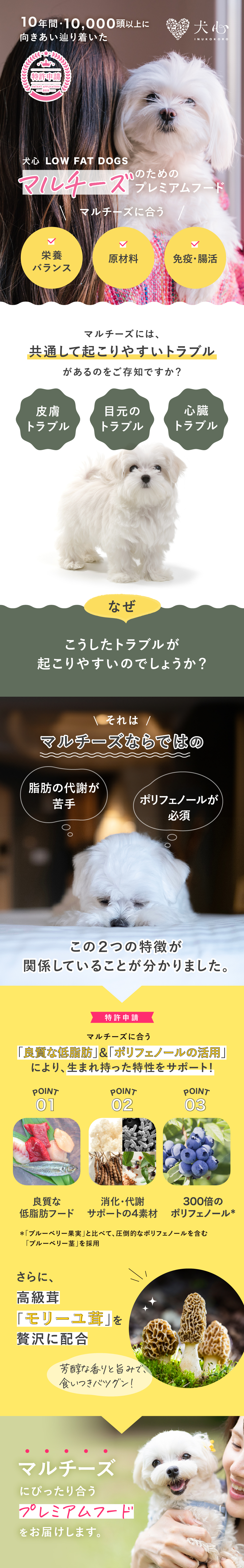 犬心　マルチーズ