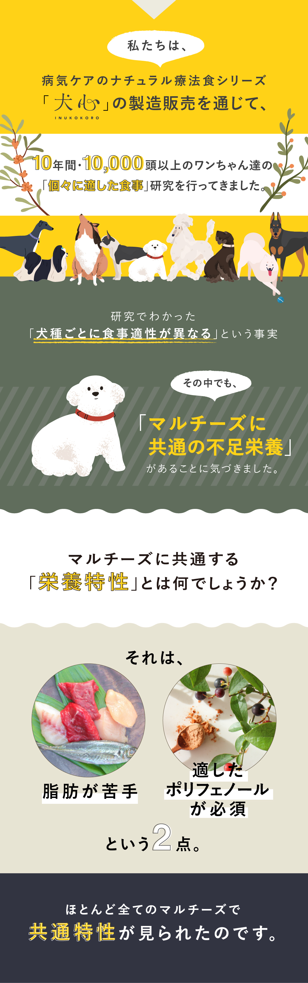 犬心　マルチーズ