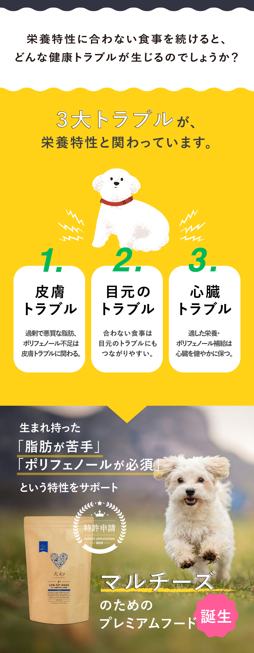 犬心　マルチーズ