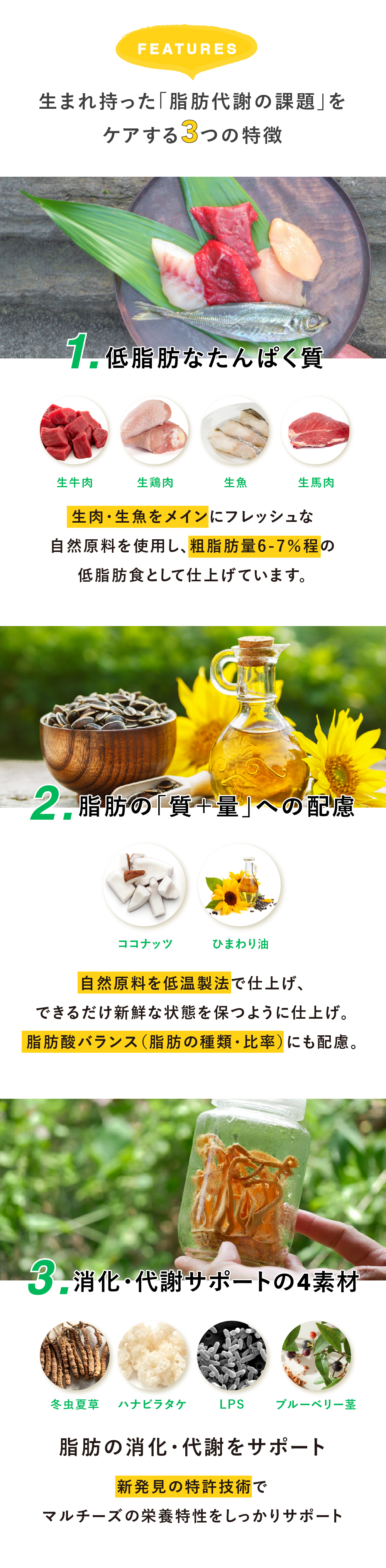 犬心　マルチーズ