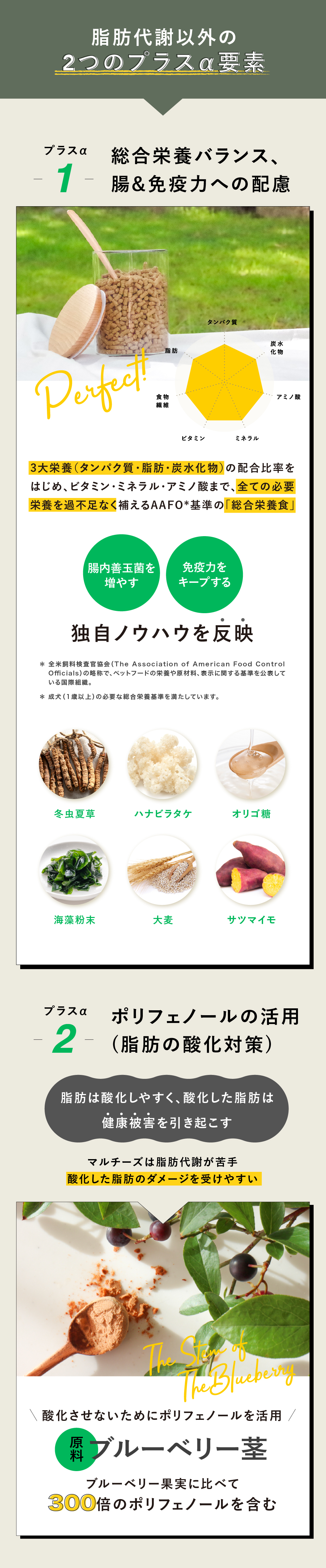 犬心　マルチーズ