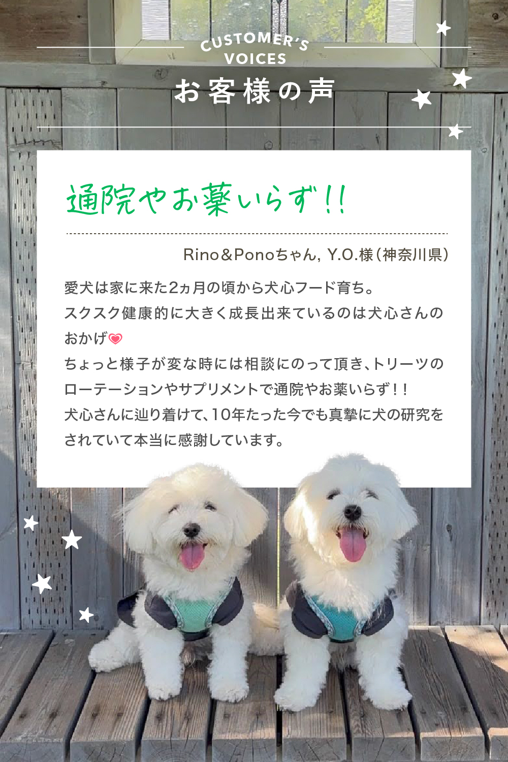 犬心　マルチーズ